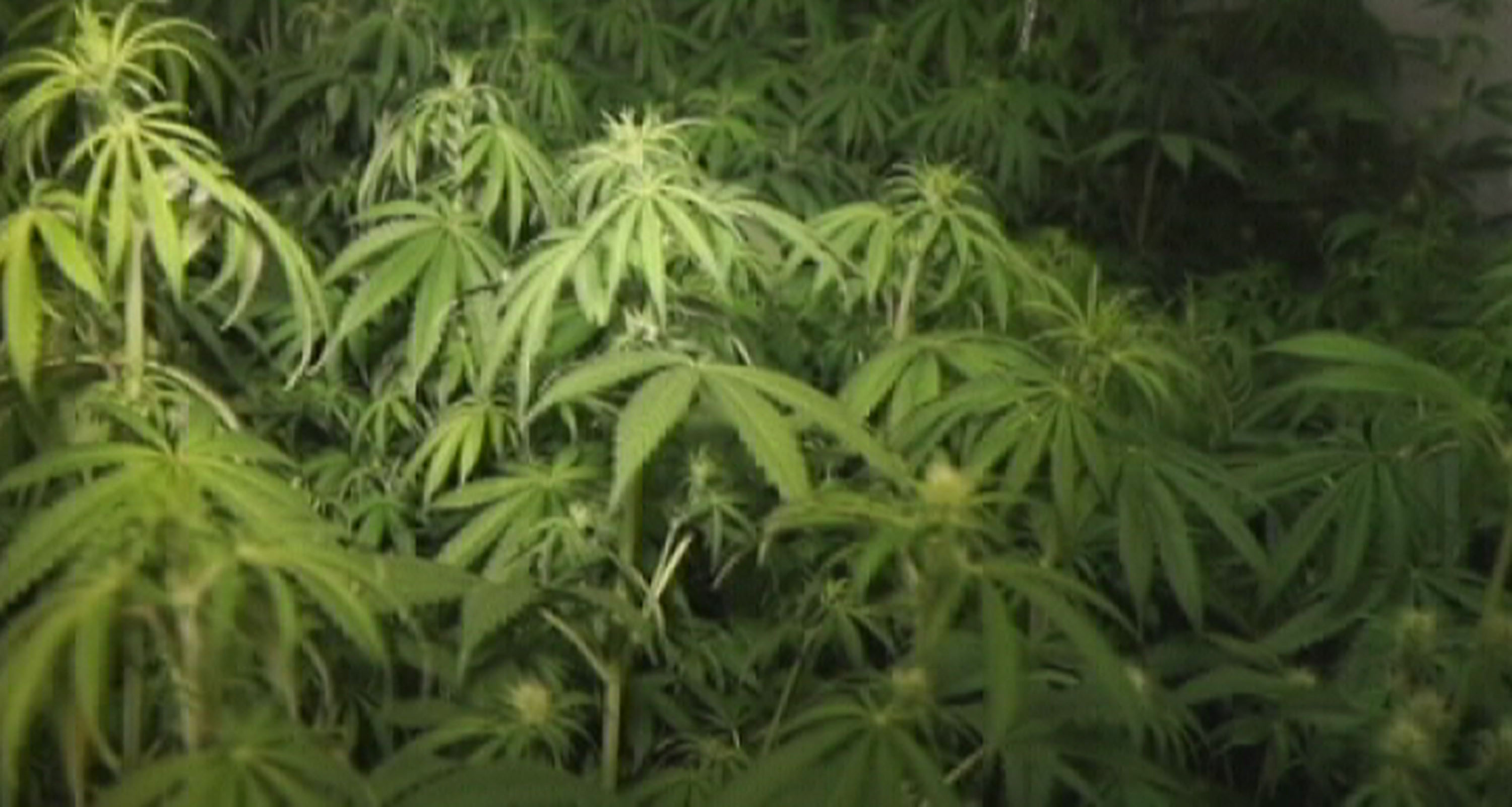 U četiri akcije otkrivene dve laboratorije i zaplenjeno više od 16 kilograma marihuane