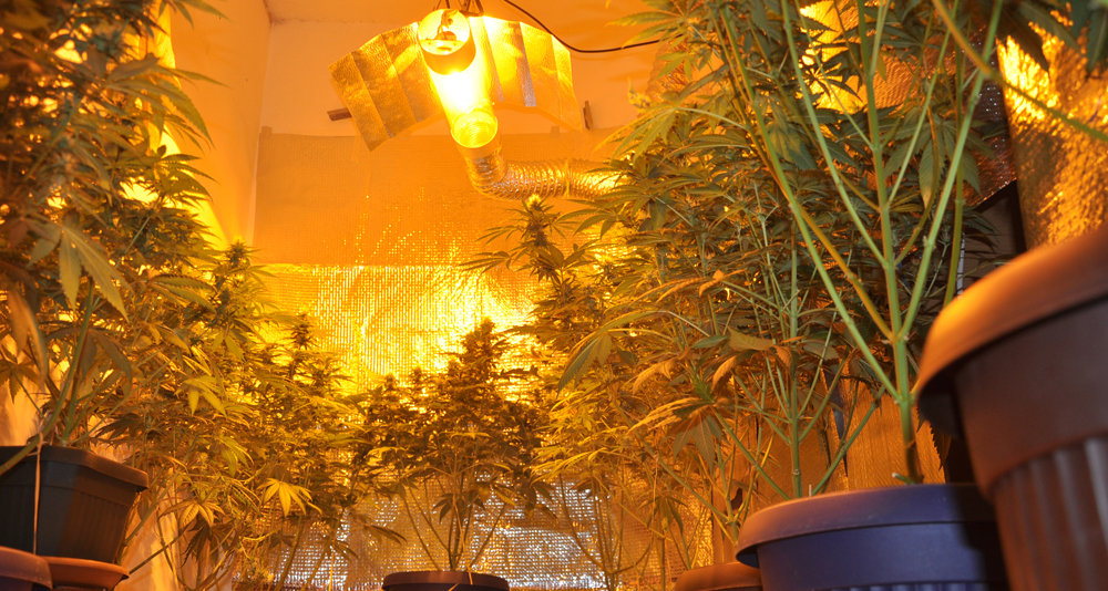Полиција пронашла импровизовану лабораторију за производњу дроге и запленила око 5 кг марихуане