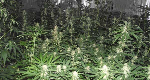 Pronađena laboratorija za uzgoj marihuane u napuštenoj kući u Somboru