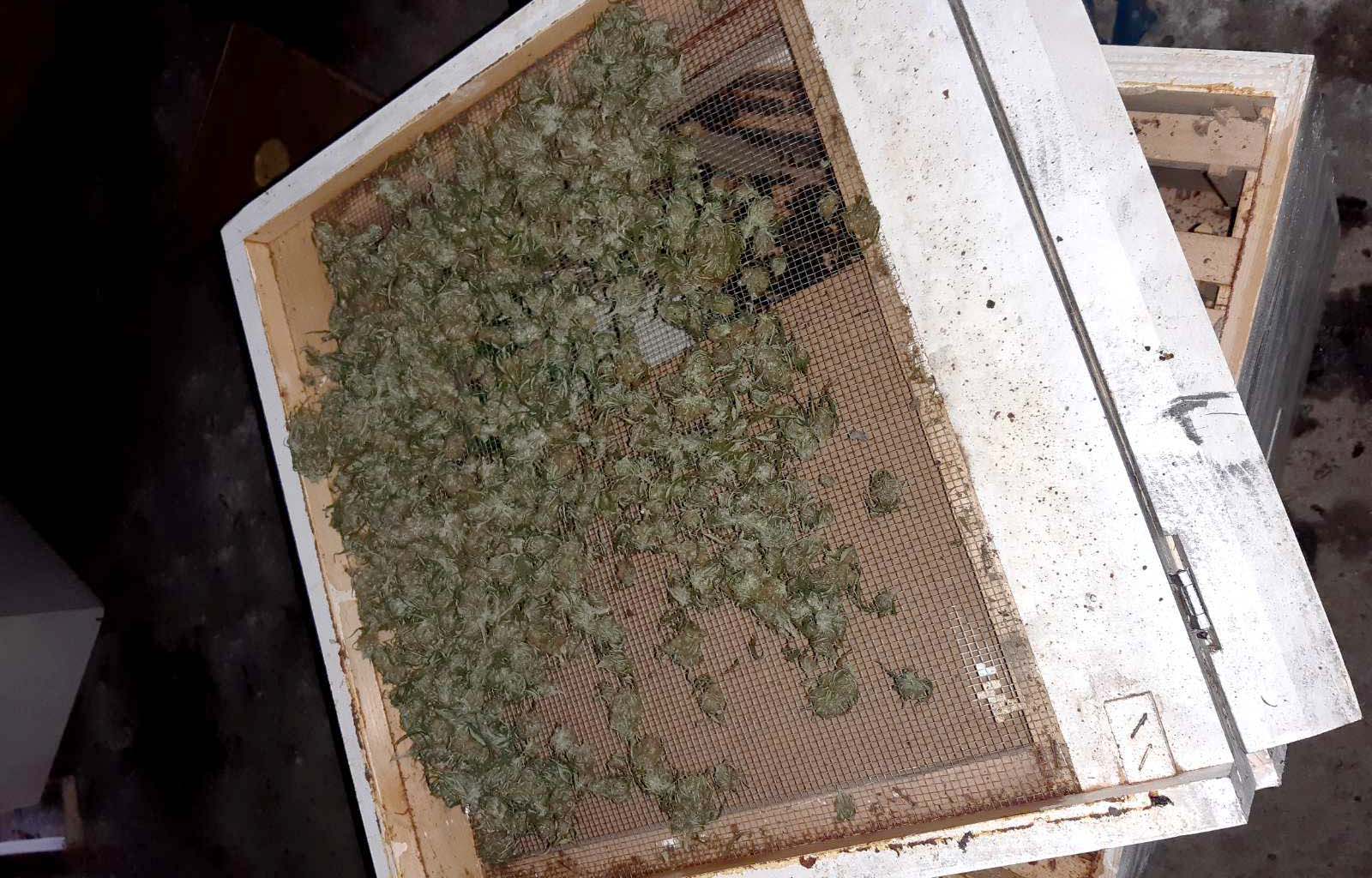 Пронађена марихуана, задржан осумњичени
