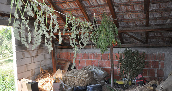 U okolini Kragujevca pronađen zasad kanabisa i zaplenjena marihuana