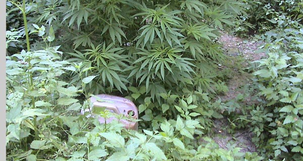 Pronađen zasad marihuane u okolini Vranja