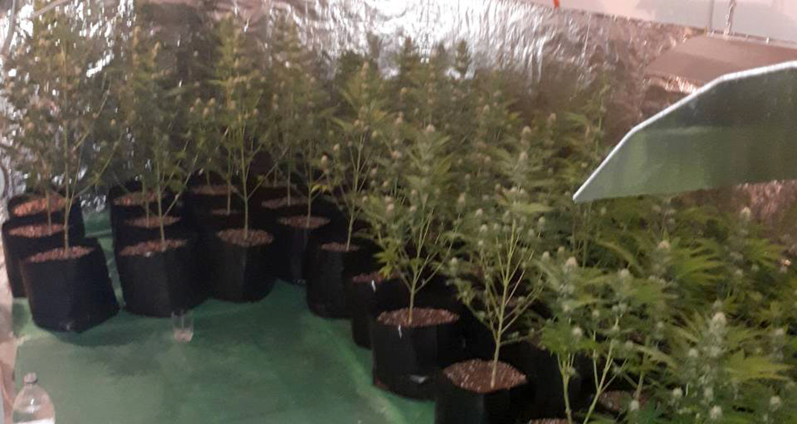 Полиција запленила 16,5 килограма марихуане и у околини Обреновца открила лабораторију