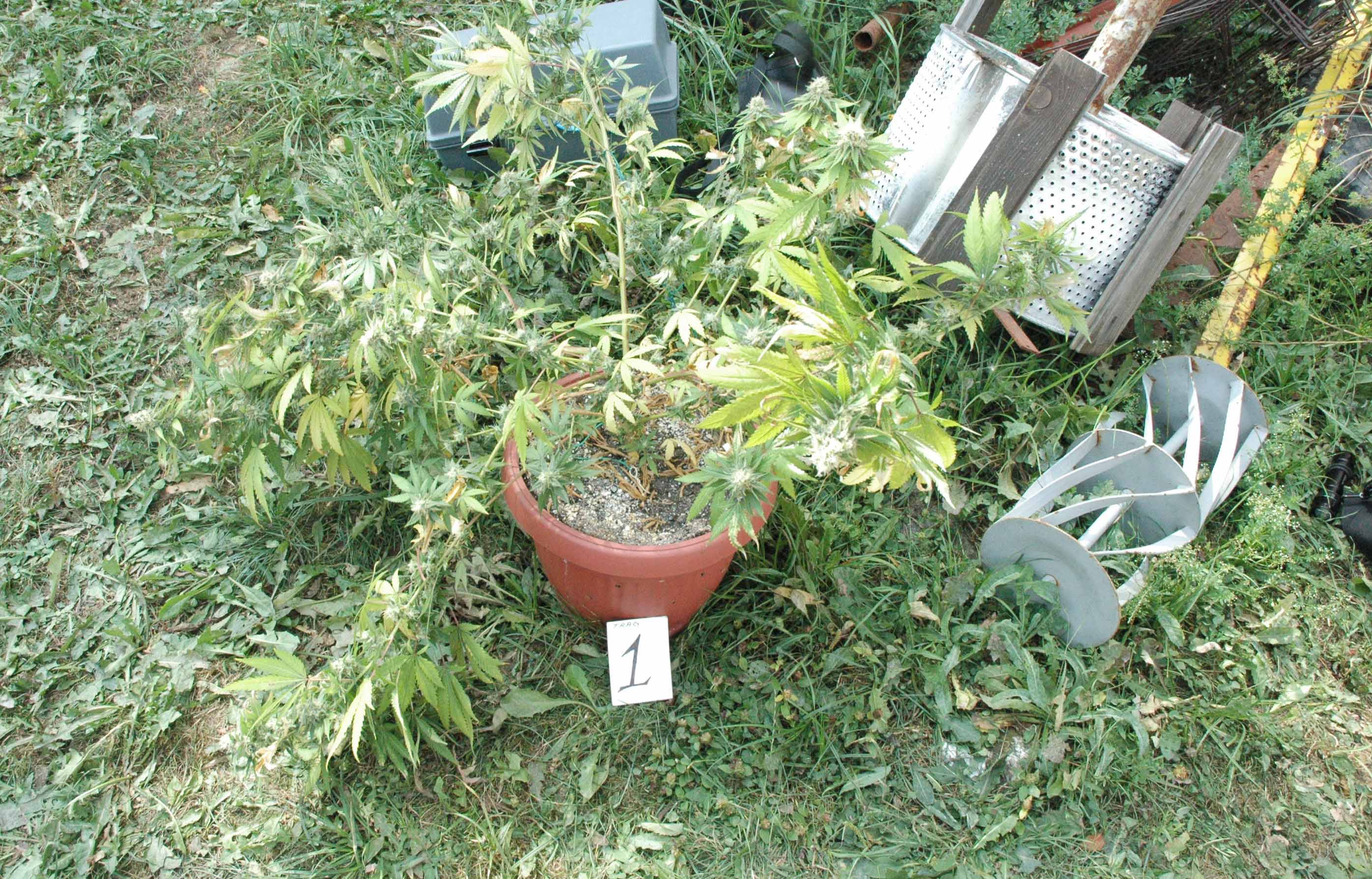 Pronađena laboratorija za uzgoj marihuane