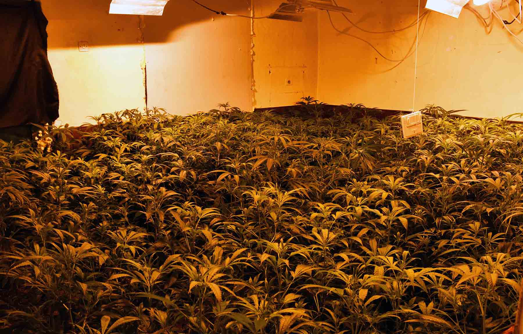 Otkrivena laboratorija za uzgoj marihuane i uhapšeni osumnjičeni