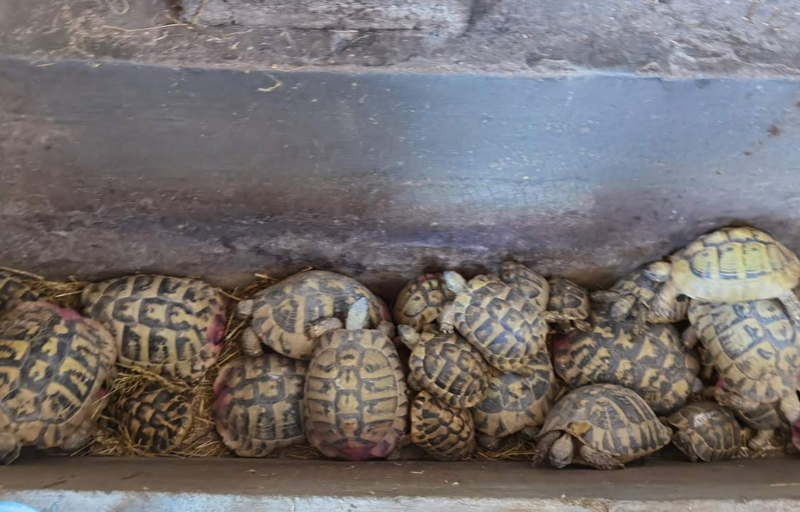 Na području Bujanovca pronađena 281 kornjača, zakonom zaštićene vrste