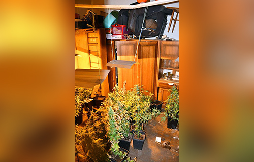 Otkrivena laboratorija za uzgoj marihuane 