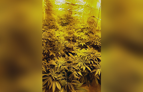 Otkrivena laboratorija za veštački uzgoj marihuane