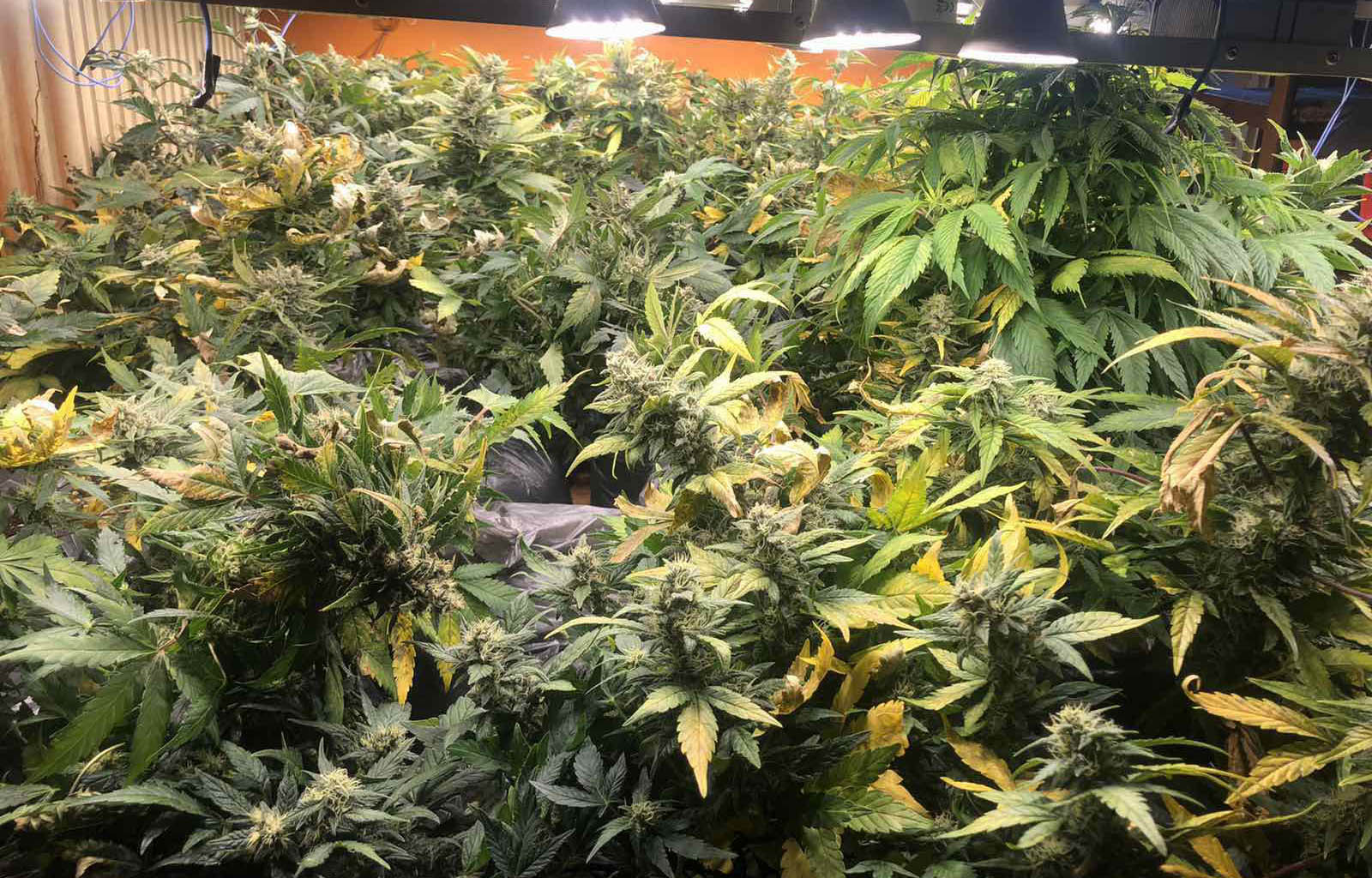 Откривена  лабораторија за производњу марихуане, ухапшена једна особа