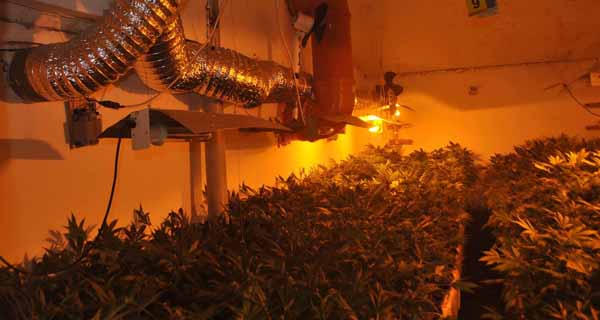 Policija u Bečeju otkrila laboratoriju za proizvodnju marihuane sa 2.530 sadnica