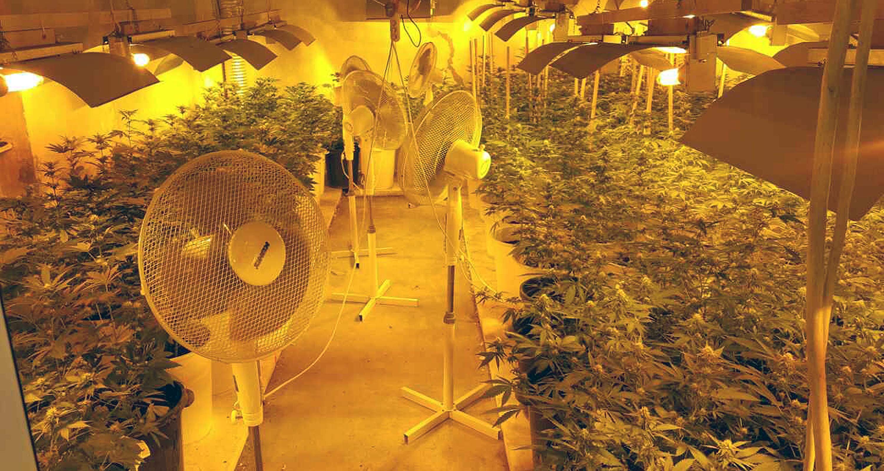Otkriveno pet laboratorija za uzgoj marihuane, zaplena više od 1.500 sadnica i 10 kilograma opojne droge