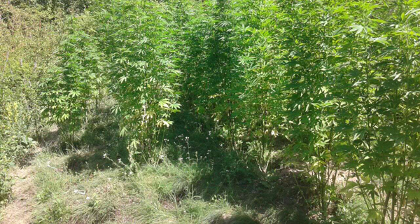  Pronađen zasad sa 134 stabljike marihuane i zaplenjeno 45,85 kilograma ove biljke u sirovom stanju