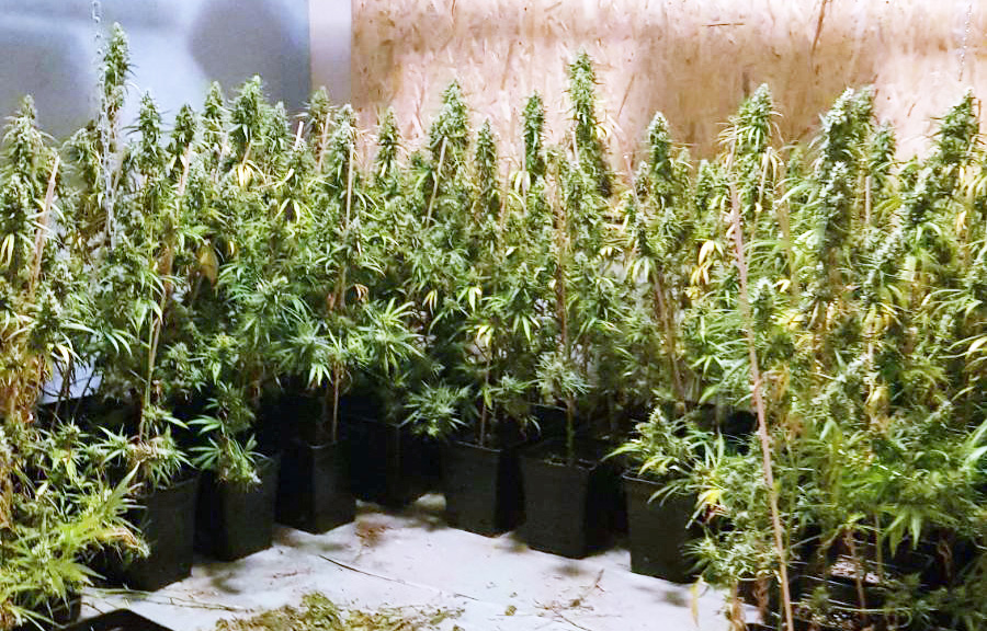 Otkrivena improvizovana laboratorija za uzgoj marihuane