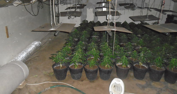Pronađena laboratorija za uzgoj marihuane u stanu u Inđiji