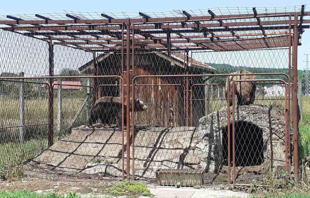 Izvršen uviđaj na prostoru gde su se u kavezu na otvorenom nalazila dva mrka medveda