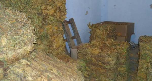 Na području Inđije zaplenjeno 6 tona i 794 kilograma sušenog duvana