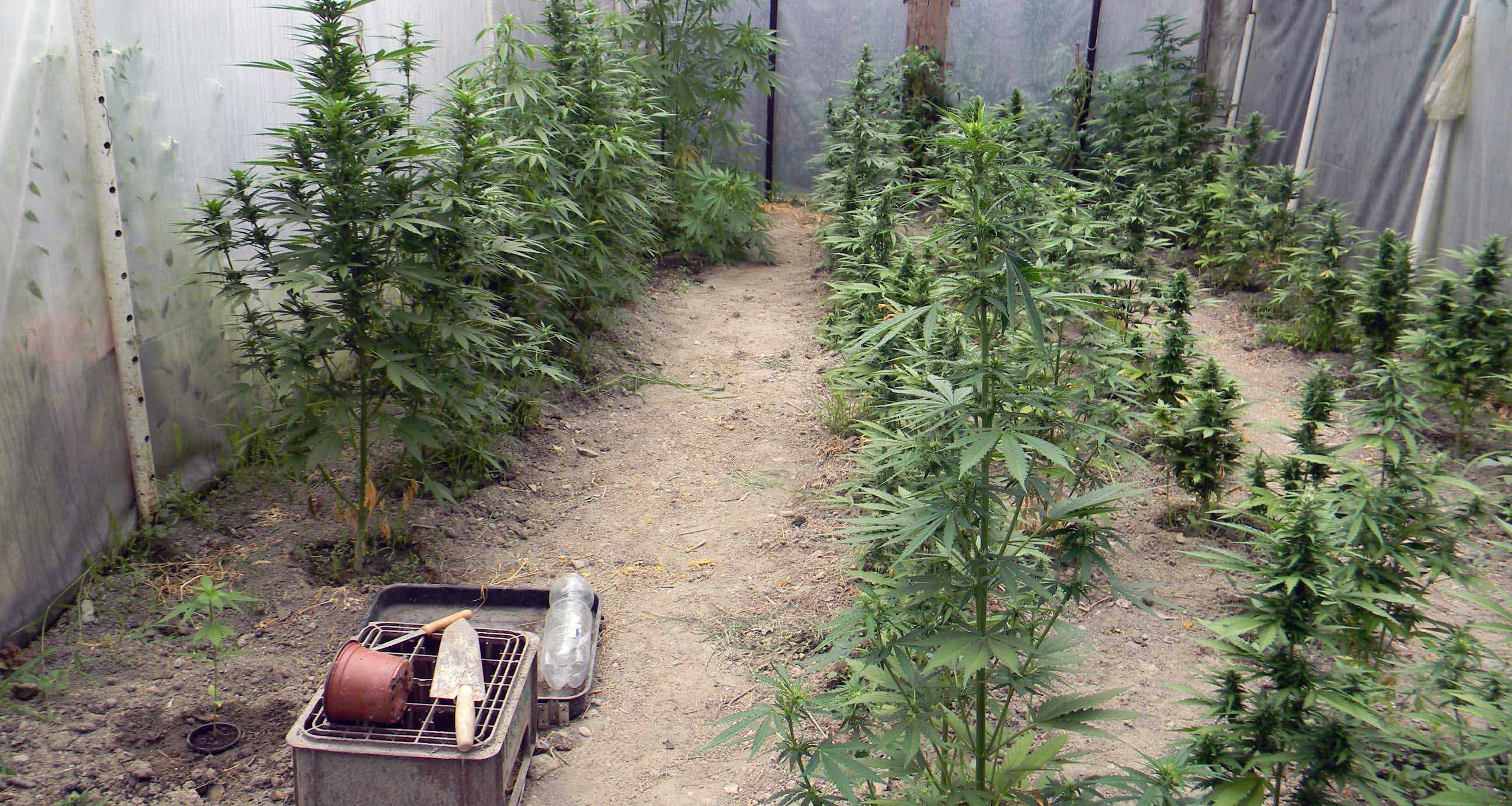 Pronađene stabljike marihuane